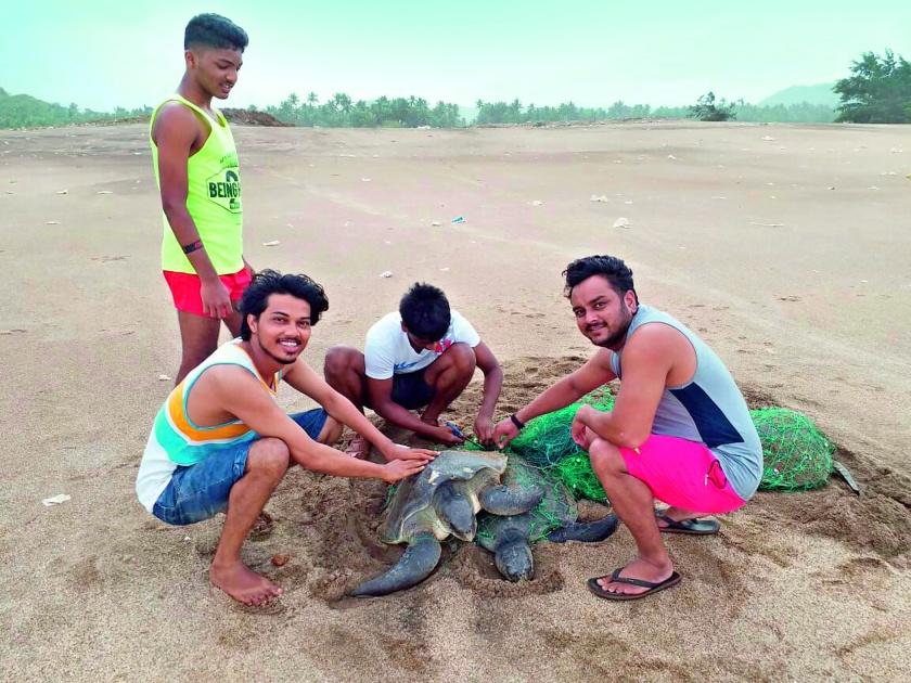 Ratnagiri: Livelihood to the ticks trapped in the trail of Guhagar beach | रत्नागिरी : गुहागर समुद्रकिनारी जाळ्यात अडकलेल्या कासवांना जीवदान