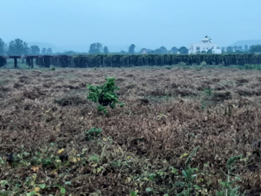 Grape growers in Khedgaon area once again in crisis due to torrential rains | खेडगाव परिसरात मुसळधार पावसाने द्राक्ष उत्पादक पुन्हा एकदा संकटात