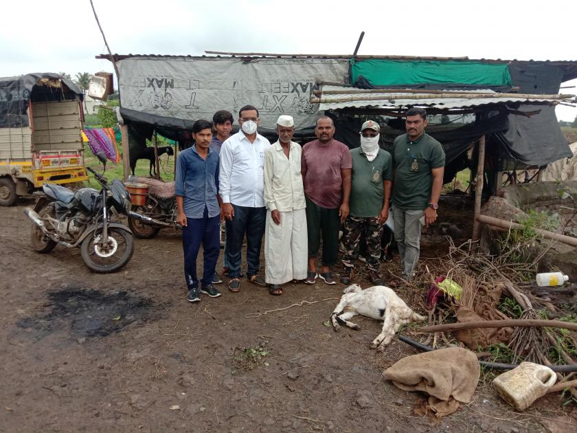 Goat killed in leopard attack at Konkangaon | कोकणगाव येथे बिबट्याच्या हल्ल्यात शेळी ठार