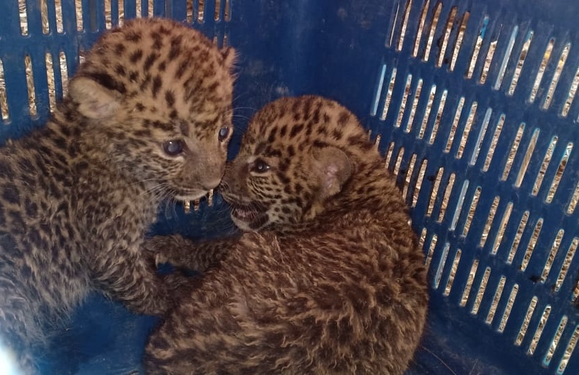 Lives of the leopard in Baglan taluka | बागलाण तालुक्यात बिबट्याच्या बछड्यांना जीवदान