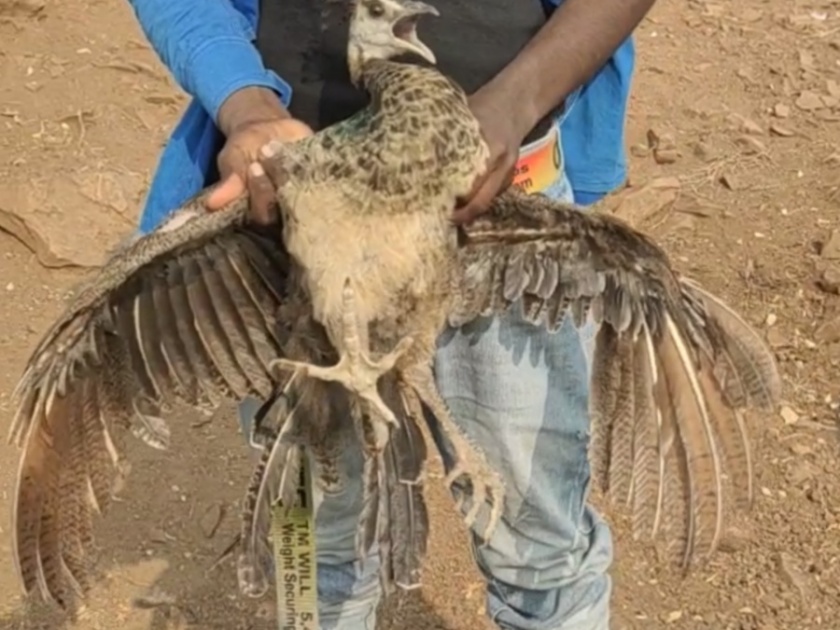 Peacock breeding in poultry cages | मोराच्या वंशाची कुक्कुटपालनाच्या खुराड्यात वाढ