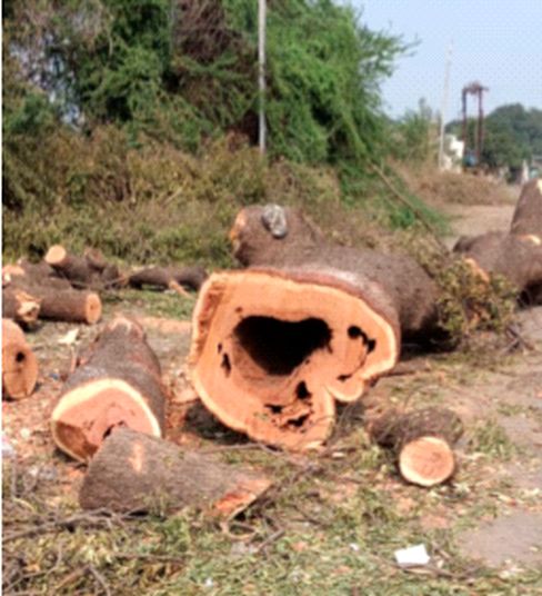 Vehicle of illegal logger confiscated | अवैधपणे वृक्ष तोडणाऱ्याचे वाहन जप्त
