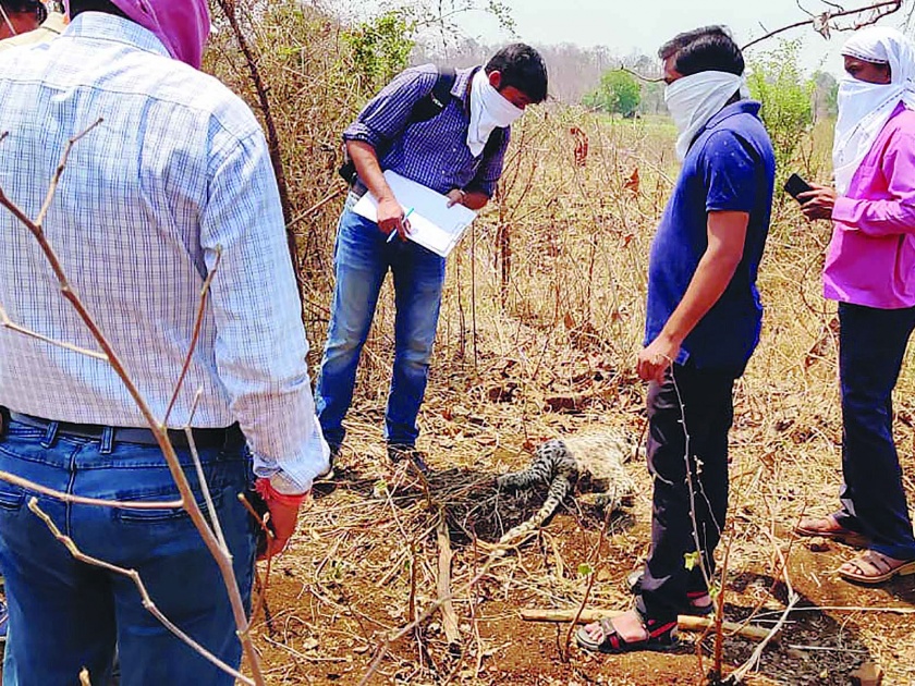 Shocking! Another death leopard found in the same field in Kinwat | धक्कादायक ! किनवटमध्ये त्याच शेतात आणखी एका बिबट्याचा मृतदेह