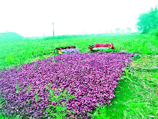 Farmers stay in the field to protect the onion crop! | कांदा पिकाच्या रक्षणासाठी शेतकऱ्यांचा शेतातच मुक्काम!