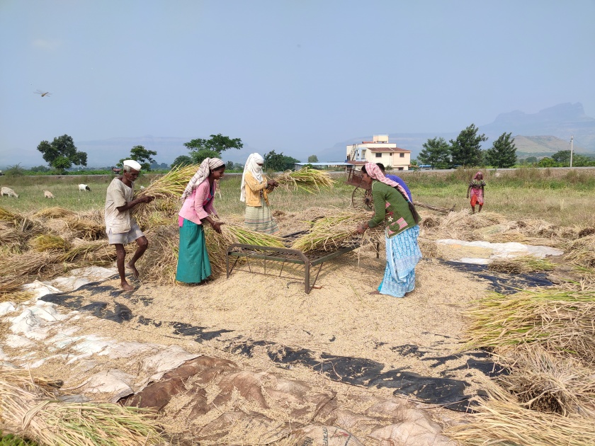  Beginning to harvest paddy fields | भात शेतीच्या कापणीला सुरूवात
