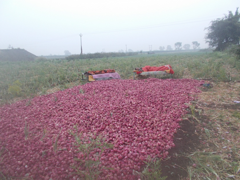  Staying in the field to protect the onion crop! | कांदा पिकाच्या संरक्षणासाठी शेतातच मुक्काम !