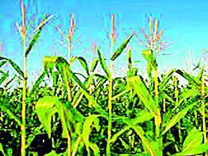Grant of crop insurance of 28 crores to farmers of Dhule district | धुळे जिल्ह्यातील शेतकऱ्यांना २८ कोटींचा पीक विमा मंजूर