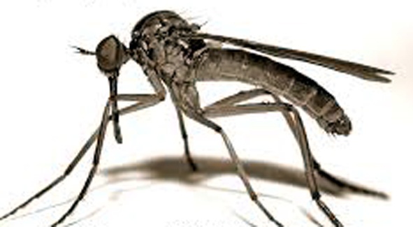 Parbhani: 5 dengue cases in one and a half months | परभणी : दीड महिन्यांत ७० डेंग्यू संश्यित