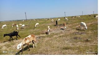 Wandering for shepherds in Jat taluka | जत तालुक्यातील मेंढपाळांची चाऱ्यासाठी भटकंती