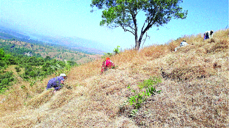 Feeding abundant; Take the drought area; Appeal to farmers from Bamnoli area | चारा मुबलक; दुष्काळी भागात घेऊन जा; बामणोली भागातील शेतकऱ्यांचे आवाहन