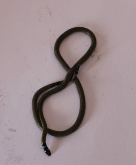 Rare cobra found in Kupwad | कुपवाडमध्ये आढळला दुर्मिळ पोवळा जातीचा साप