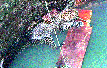  The leopard lying in search of the prey is in the well | भक्ष्याच्या शोधात असलेला बिबट्या पडला विहिरीत