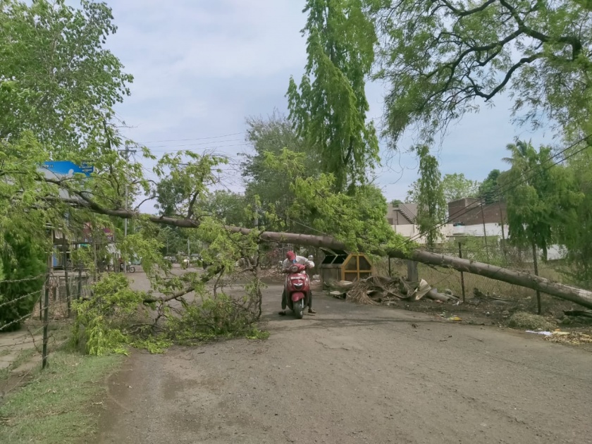 Chalisagavi storm hits the roots of trees | चाळीसगावी वादळाचा तडाखा झाडांच्या मुळावर