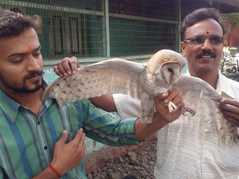 Two owls stuck in moth cage, Givedan, Rescue workers from Bawodhan in Y Taluka | पतंगाच्या मांज्यात अडकलेल्या दोन घुबडांना जीवदान, वाई तालुक्यातील बावधन येथील पक्षीमित्रांनी सोडवले
