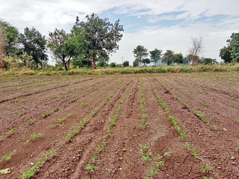 In Washim district, 50 per cent sowing was completed in kharif season | वाशिम जिल्ह्यात खरीप हंगामातील ५०टक्के पेरण्या आटोपल्या