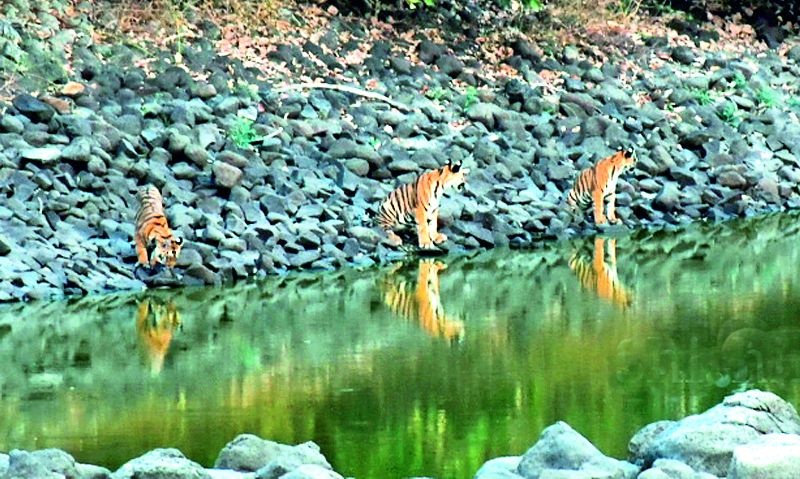 Wildlife questionnaire of Tipeshwar Wildlife Awareness | टिपेश्वर अभयारण्यातील वन्यजीवांचा पाणीप्रश्न ऐरणीवर