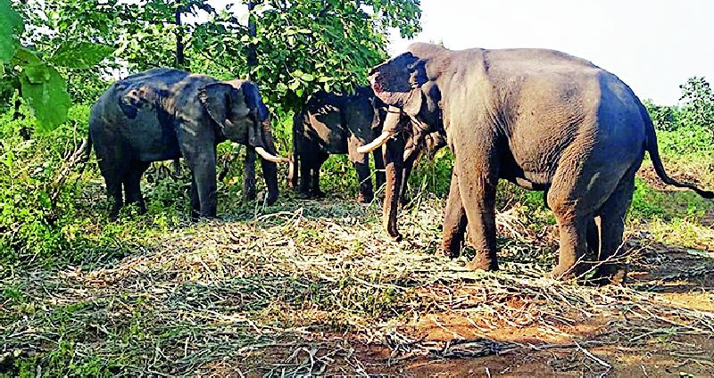 Four Elephant Strength to catch the tiger's calf | वाघाचे बछडे पकडण्यासाठी चार हत्तींचे बळ
