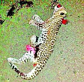  A scare of a leopard struck near the Umda nursery | उमर्डा नर्सरीजवळ वाहनाच्या धडकेत बिबट्याचा बछडा ठार