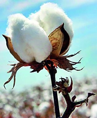 Loot of cotton growers in the name of humidity | आर्द्रतेच्या नावाखाली कापूस उत्पादकांची लूट