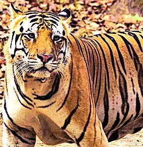 The cannibal tiger in 18 villages panic | नरभक्षक वाघाची १८ गावांत दहशत