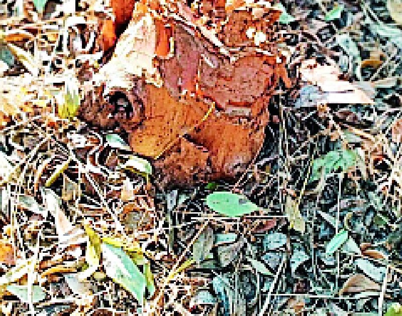 Illegal slaughter of Sagwana in the Bahram hillside under the forest | वनउद्यानालगतच्या बहिरम टेकडी परिसरात सागवानाची अवैध कत्तल