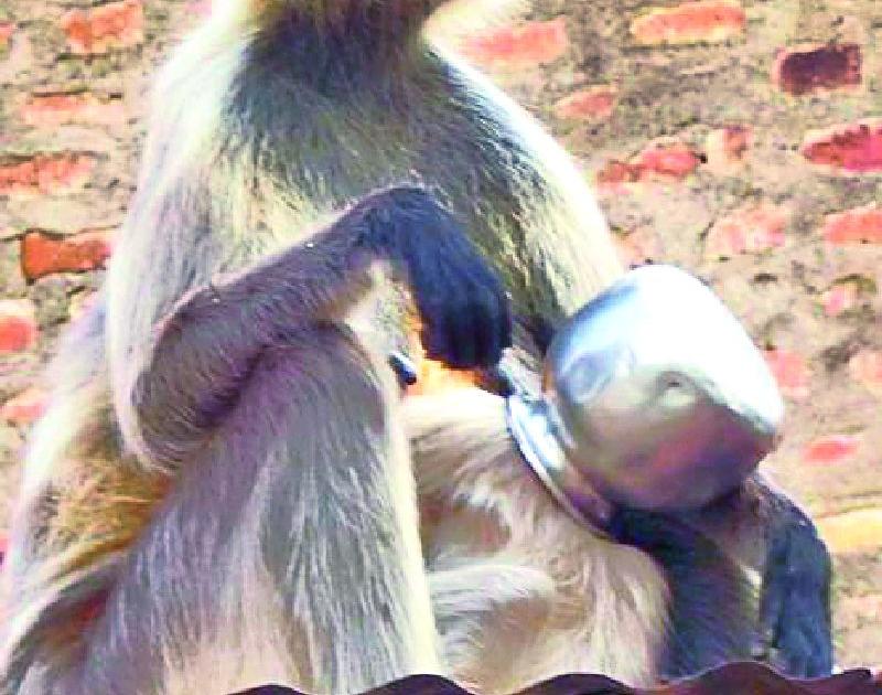 Thackenness sticks in the head of the monkey | तहानेने व्याकूळ माकडाच्या डोक्यात अडकला गडवा