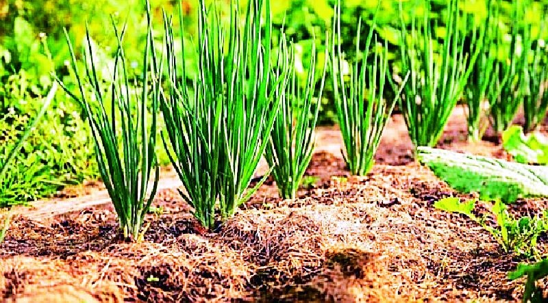 Onion cultivation area increased | कांद्याचे लागवड क्षेत्र वाढले