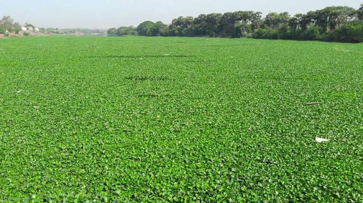 Pune Municipal Corporation has the highest tax on our part, but why did we suffer from water hyacinth problem? | पुणे महापालिकेला सर्वात जास्त कर आमच्या भागाचा, तरी जलपर्णीचा त्रास आमच्याच वाट्याला का.?
