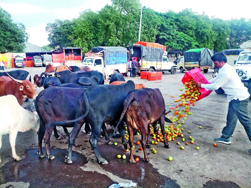 An angry farmer threw tomatoes in front of the cattle | संतप्त शेतकऱ्याने  टमाटे फेकले गुरांसमोर