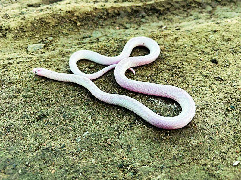 A rare white albino kukri snake found | आढळला पांढऱ्या रंगाचा दुर्मिळ अल्बिनो कुकरी साप 