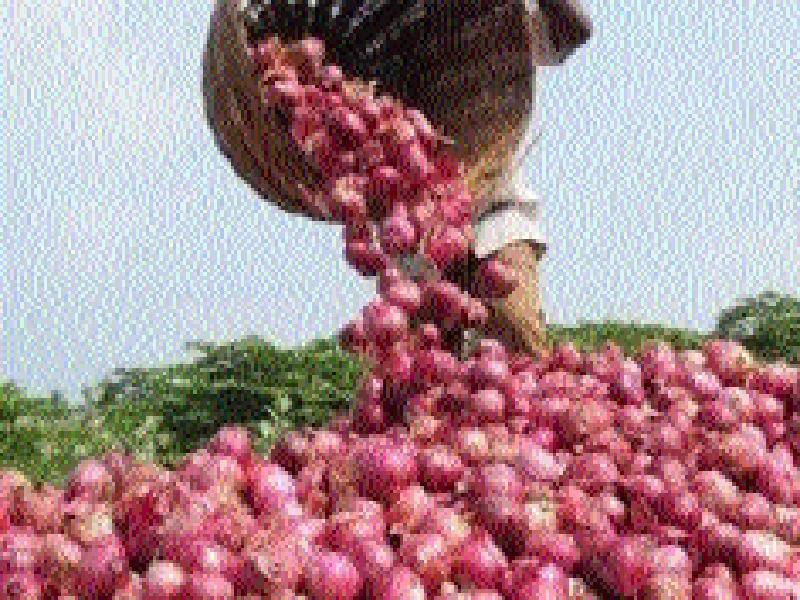 The export of onion is currently lying in the field this year | निर्यात होणाऱ्या कांद्याचा मुक्काम यंदा शेतातच