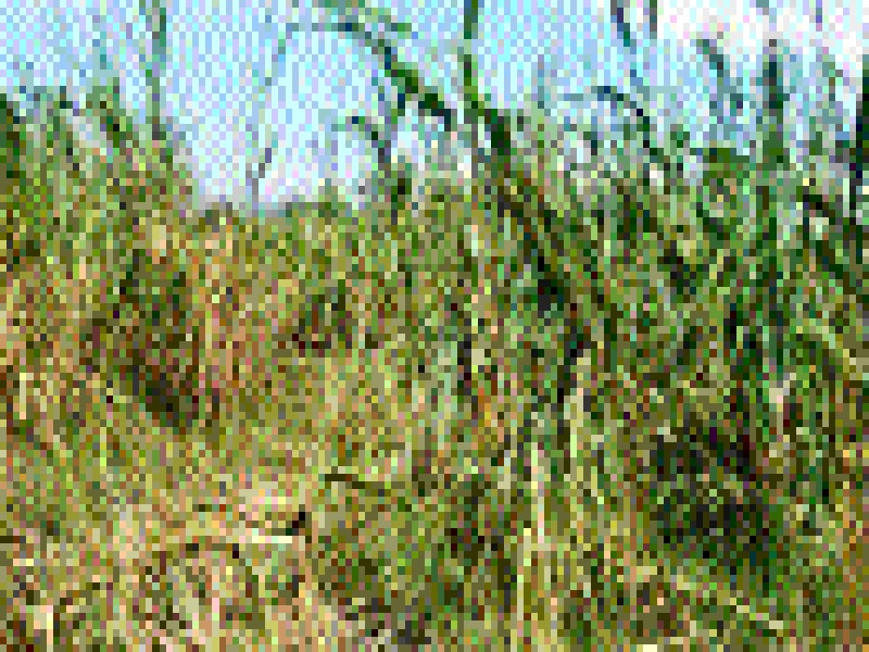 'Immediate panache in crop production in Majalgaon taluka' | ‘माजलगाव तालुक्यातील करपलेल्या पिकांचे तात्काळ पंचनामे करा’