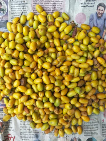 Sweet fruit of Bhandara forest, Khirni is in market | भंडारा जिल्ह्यातला रानमेवा; चविष्ट खिरण्या आल्या बाजारात