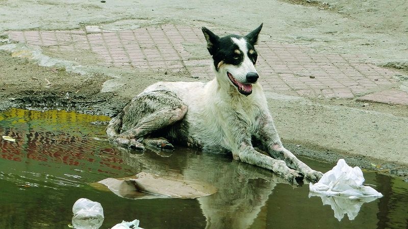 Street dogs bites Nine thousand people in Nagpur | अरे बापरे ! उपराजधानीत मोकाट कुत्र्यांचा नऊ हजार लोकांना चावा
