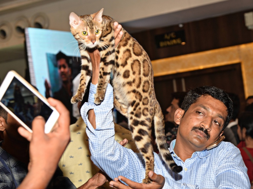 Unique Cat Show in Kolhapur | कोल्हापुरात रंगला अनोखा कॅट शो