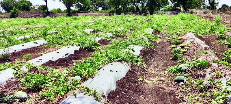 Damage to crops on 805 hectare area due to untimely | अवकाळीमुळे ८०५ हेक्टर क्षेत्रावरील पिकांचे नुकसान