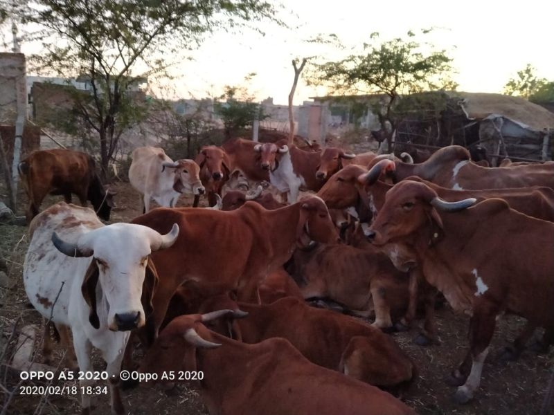 Poisoning 50 cows by eating BT cotton | बीटी कपाशी खाल्याने ५० गायींना विषबाधा