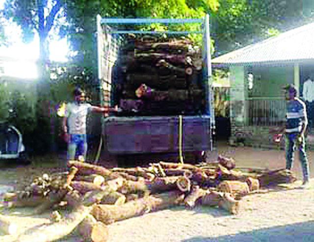 Three truck lumber seized in Badnera | बडनेऱ्यात तीन ट्रक लाकूड जप्त