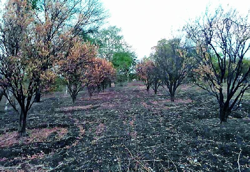 Drying the oranges at 8,400 hectares | ८,४०० हेक्टरवरील संत्राबागा सुकल्या