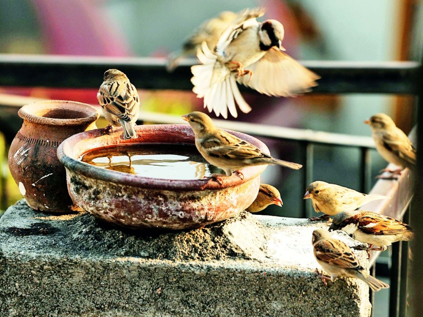 Let's save the sparrows! | चला... चिमण्यांना वाचवू या!