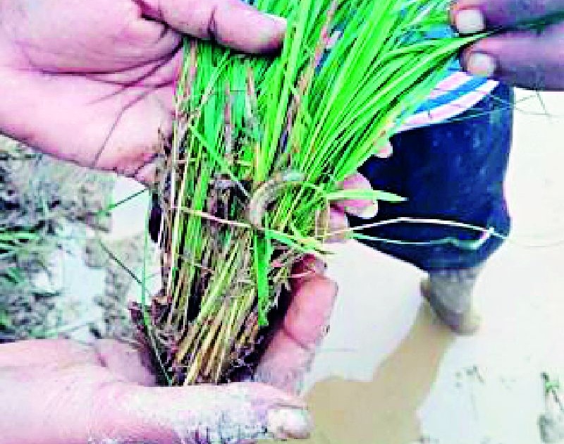 Inflammation of military larva on rice crop | धान पिकावर लष्करी अळीचा प्रादुर्भाव