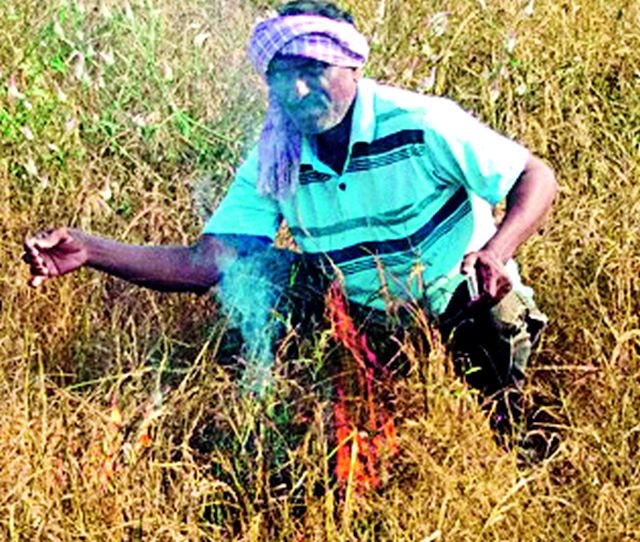 The farmer tarnished the paddy crop | शेतकऱ्याने पेटविले धानपीक