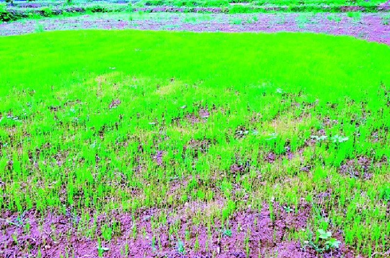 Rowani affected 1.5 lakh hectares | दीड लाख हेक्टरवरील रोवणी प्रभावित