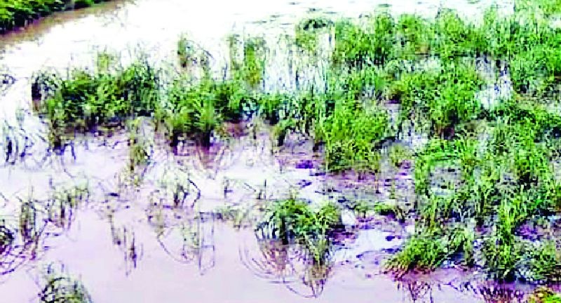 Damage to old paddy crops | पुराने धान पिकांचे नुकसान