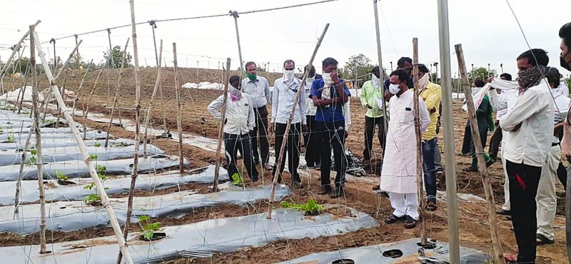 Damage to agriculture in Sindkhed Raja taluka due to heavy rains | वादळी पावसाने सिंदखेड राजा तालुक्यात शेतीचे नुकसान