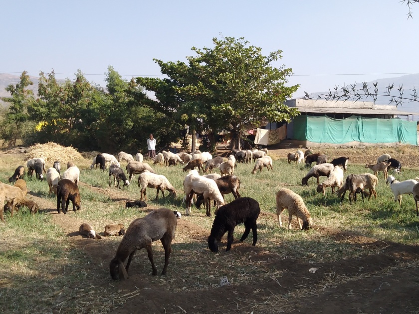 Sheep left in the field of onion plantation | कांदा रोपाच्या शेतात सोडल्या मेंढ्या