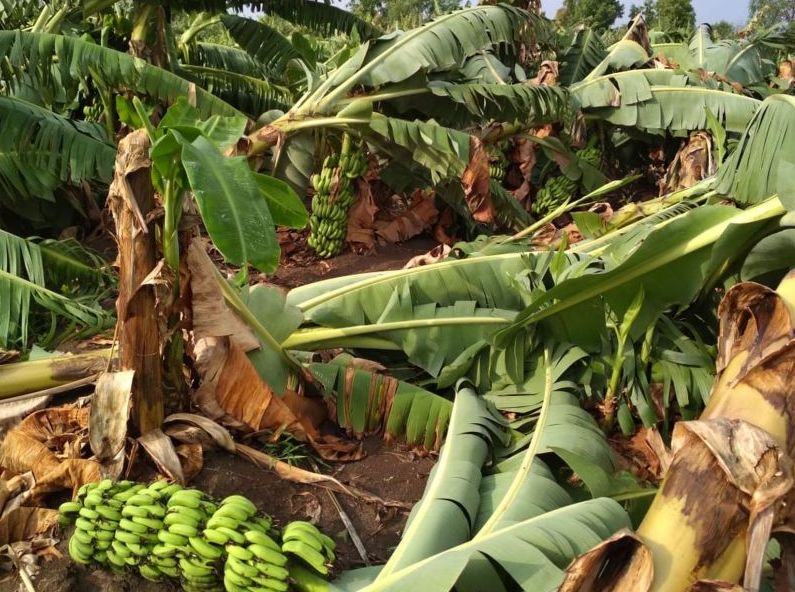 Many banana growers wait for insurance amounts | अनेक केळी उत्पादकांना विमा रकमांची प्रतीक्षा