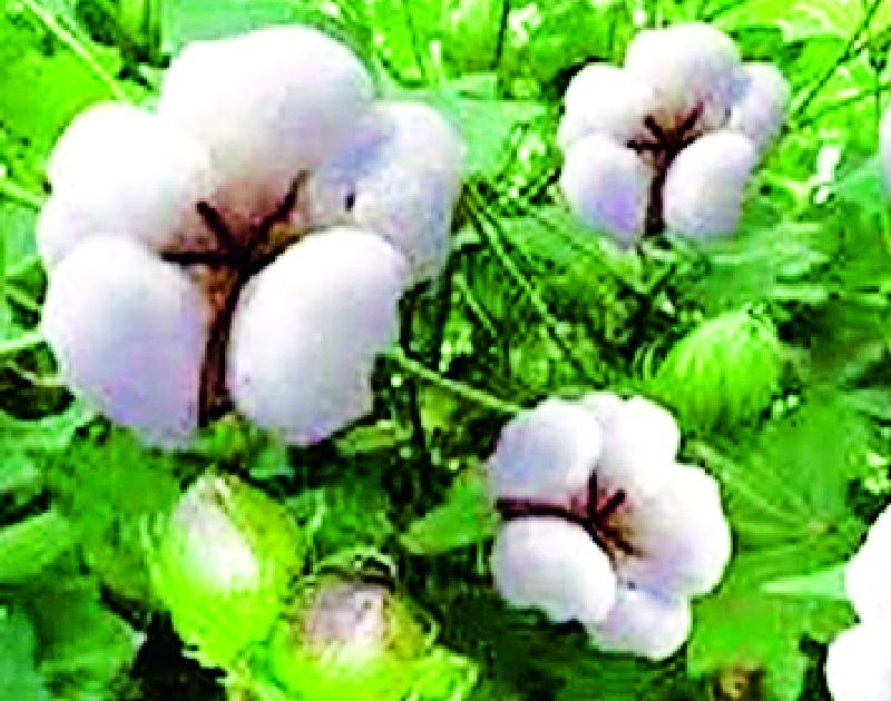 Choose cotton seeds according to soil foil | जमिनीच्या पोतानुसार कापूस बियाणे निवडा