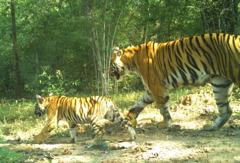 Tigrees with her fourth cub was seen in Chandrapur district | रेल्वे अपघातात तीन बछडे गमावलेल्या ‘त्या’ वाघिणीचा चौथा बछडा जिवंत
