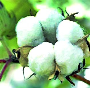 RCM's backing to cotton growers | कापूस उत्पादक शेतकऱ्यांना आरसीएमचा भुर्दंड